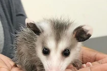 Nghe tiếng động lạ, tá hỏa thấy “quái thú” trong cây thông Noel