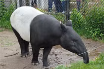 Top động vật quý hiếm ở Việt Nam: Có loài đã tuyệt chủng! 