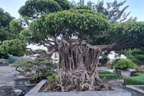 Chiêm ngưỡng loạt bonsai “phong thủy”, nhiều đại gia săn lùng