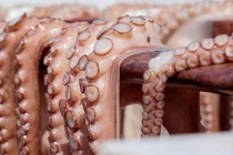 Lên cơn đau tim sau khi ăn món bạch tuộc sống