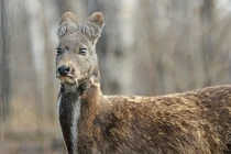 Top động vật tưởng tuyệt chủng bỗng “hồi sinh” kỳ diệu