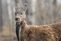 Top động vật tưởng tuyệt chủng bỗng “hồi sinh” kỳ diệu