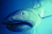 Xác “quái vật” dạt vào bãi biển, lộ bí mật khiến thế giới ngỡ ngàng 