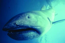 Xác “quái vật” dạt vào bãi biển, lộ bí mật khiến thế giới ngỡ ngàng 