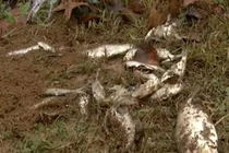 “Cơn mưa cá” kỳ lạ trút xuống nước Mỹ, chuyên gia lý giải gì?