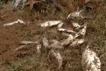 “Cơn mưa cá” kỳ lạ trút xuống nước Mỹ, chuyên gia lý giải gì?