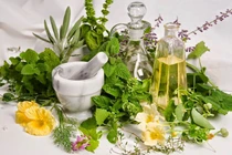 Thảo dược trị ho trời lạnh