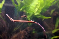 Soi loài cá cảnh độc dị của Việt Nam