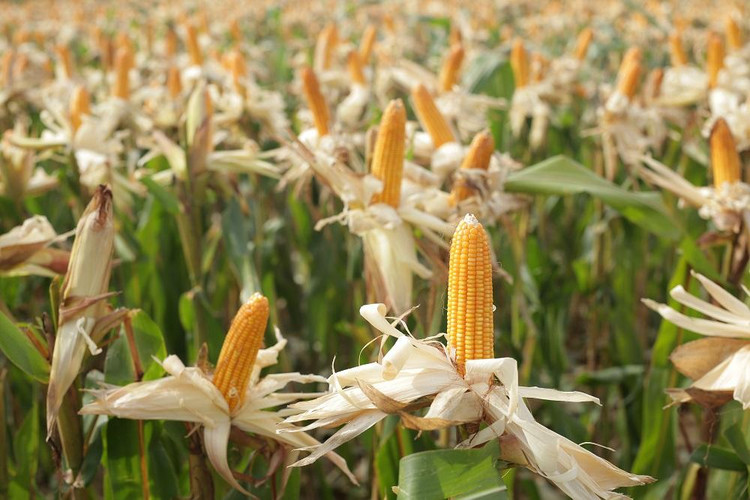 Ảnh: Ngô BĐG được trồng tại Việt Nam (Nguồn: CropLife Việt Nam)