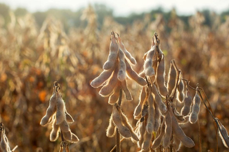 Đậu tương biến đổi gen trồng tại Indonesia.