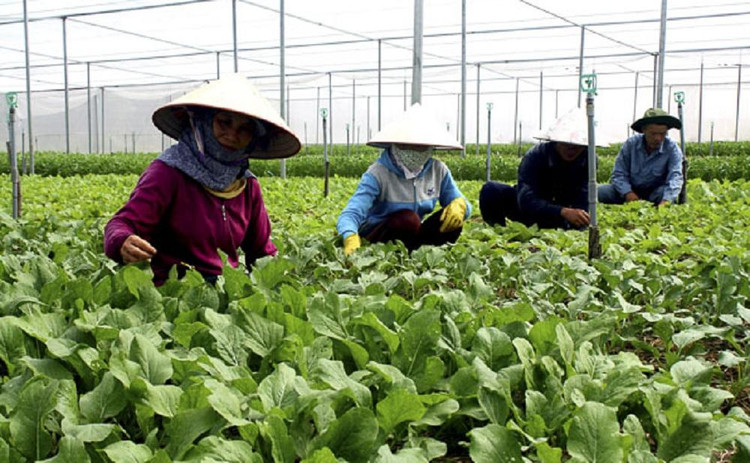 Nông dân Hà Nội chăm sóc rau vụ Đông.