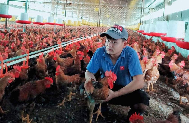 Tăng lượng gà thịt dịp trước và trong Tết Nguyên đán 2023.