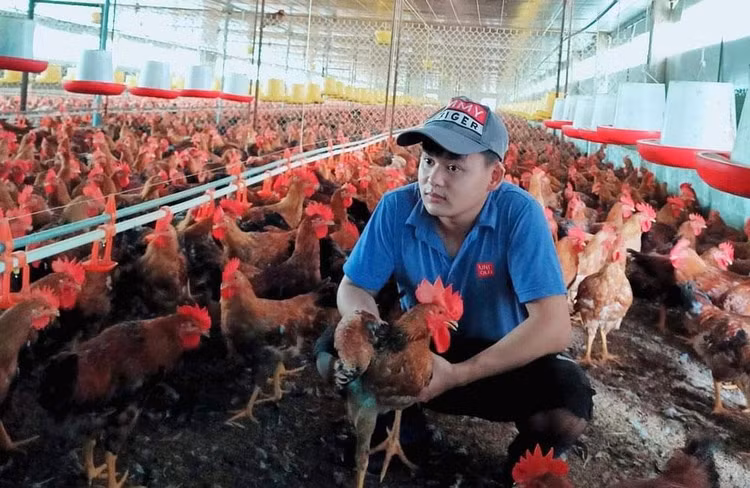 Tăng lượng gà thịt dịp trước và trong Tết Nguyên đán 2023.