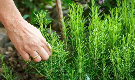 Kinh ngạc loại thảo mộc là “khắc tinh” của ung thư - Hình 2