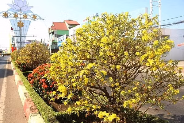 Ngam duong hoa mai “doc nhat vo nhi” o Ba Ria - Vung Tau-Hinh-8