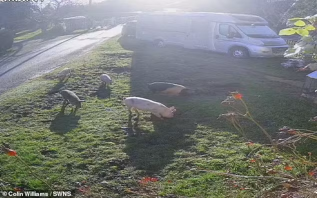 Ngoi lang co nao loan vi dan lon quay pha-Hinh-2