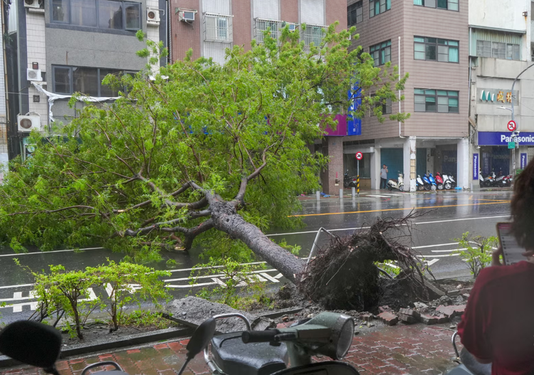 Cảnh tan hoang ở Đài Loan sau bão Krathon - Hình 5 Canh tan hoang o Dai Loan sau bao Krathon-Hinh-5