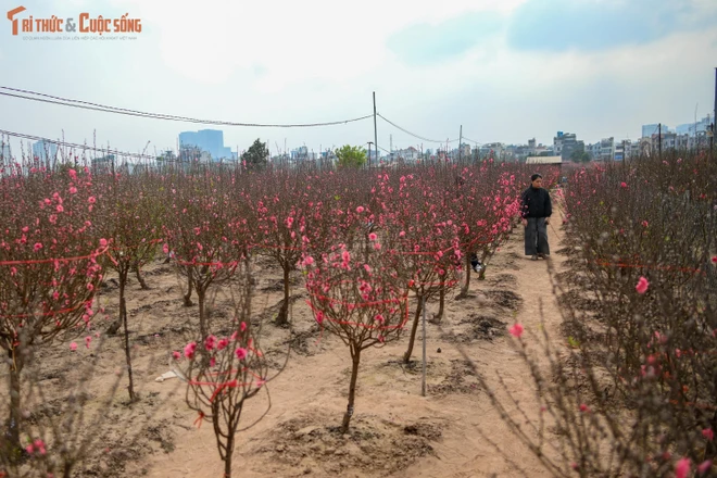 Ngắm vườn đào Nhật Tân cuối năm, hòa mình vào sắc xuân Hà Nội