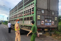 Phát hiện xe chở 54 con heo có dấu hiệu dịch bệnh vào Nam tiêu thụ