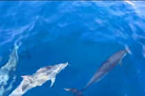 Hiếm gặp: Cá heo kéo đàn 'vui đùa' cùng tàu giữa biển