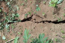 Xã Đăk Plô sơ tán khẩn cấp 12 hộ dân vì vết nứt đe dọa sạt lở