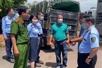  Gia Lai phát hiện 220 con heo nhiễm dịch tả châu Phi tại phường An Nhơn