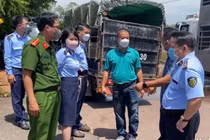  Gia Lai phát hiện 220 con heo nhiễm dịch tả châu Phi tại phường An Nhơn