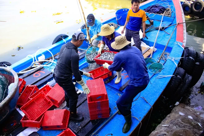 Ngư dân Quảng Ngãi bội thu cá cơm đầu năm Bính Ngọ 2026