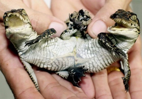 Phát hiện những sinh vật kỳ lạ với đặc điểm hiếm gặp trên thế giới