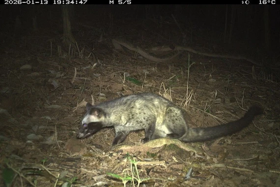 Khám phá đa dạng sinh học tại di sản Mỹ Sơn qua hệ thống bẫy ảnh tự động