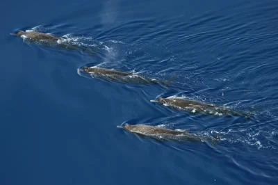 Phát hiện cá voi mõm dài răng rẻ quạt lần đầu trong tự nhiên