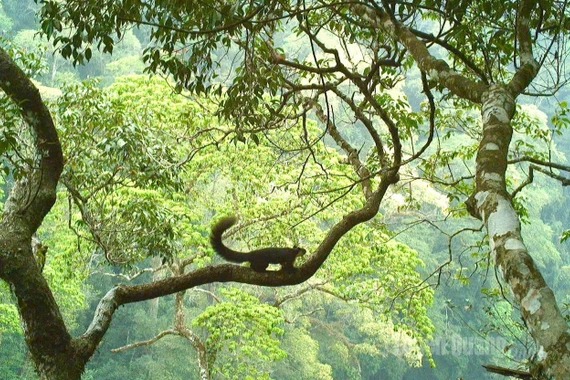 Khám phá đa dạng sinh học tại VQG Du Già và Cao nguyên đá Đồng Văn