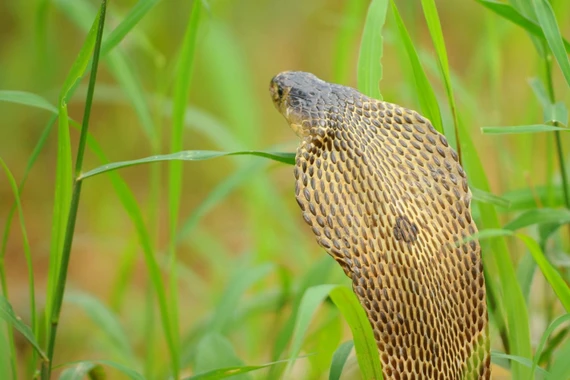 Các loại rắn hổ mang nổi bật ở châu Á và đặc điểm nhận dạng