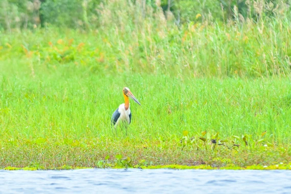 Vườn quốc gia U Minh Thượng ghi nhận sự phục hồi của già đẫy Java