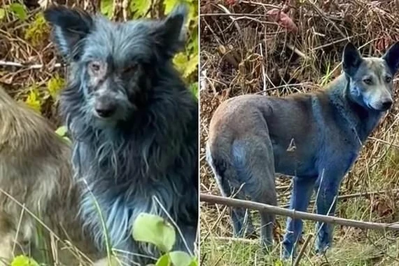 Bí ẩn những con chó lông xanh tại khu vực Chernobyl