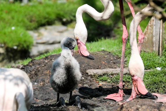 Vì sao hồng hạc con chào đời ở Thảo Cầm Viên được xem là kỳ tích hiếm?