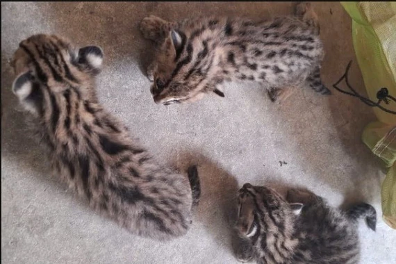 Tây Ninh tiếp nhận 3 cá thể mèo rừng con bị lạc từ người dân