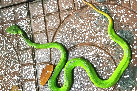 Rùng mình những lần rắn bò vào nhà dân