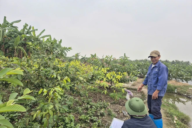 Hải Phòng xử lý trường hợp trồng cây, xây dựng trái phép trên đất thu hồi