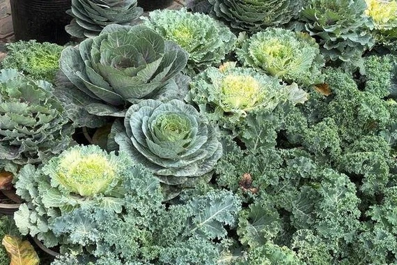 Rau củ thành cây cảnh độc đáo đón Tết 