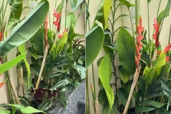 Nghệ sĩ Việt Hương khoe vườn biệt thự xanh mướt, tràn ngập sắc hoa