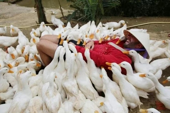 Trải nghiệm độc đáo với dịch vụ massage vịt tại Quảng Bình