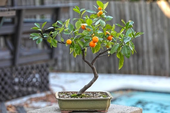 Những loại bonsai trái cây rực rỡ hút tài lộc