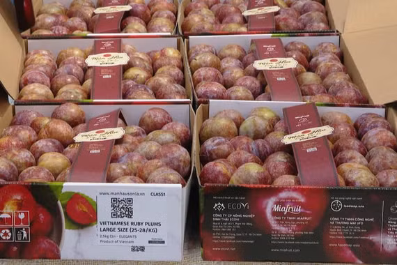 Mận hậu Việt Nam trở thành mặt hàng cao cấp trên thị trường quốc tế