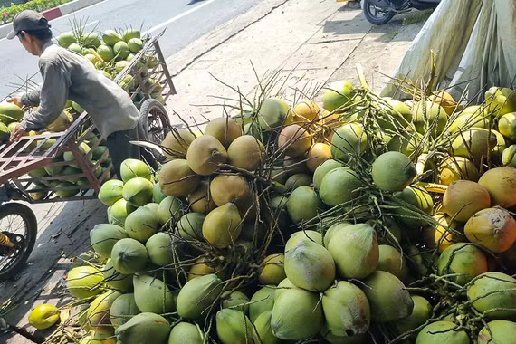 Thị trường dừa phục hồi, giá tăng gấp đôi sau thời gian khó khăn