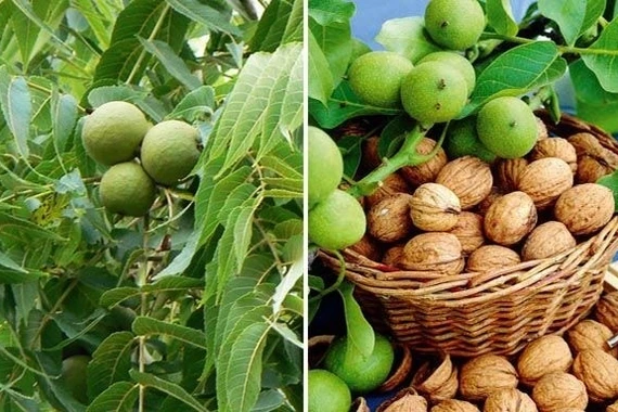 Loại quả "tốt nhất thế giới" trồng ở Việt Nam giá 200.000 đồng/kg