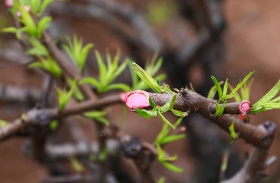 Làng đào Nhật Tân hối hả thu hồi cây chuẩn bị cho mùa Tết năm sau