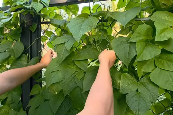 Vườn cây xanh mướt trong 'biệt phủ' của gia đình NSND Xuân Bắc