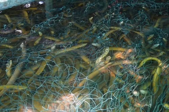 Nông dân nuôi lươn ở Đồng bằng sông Cửu Long đối mặt khó khăn lớn