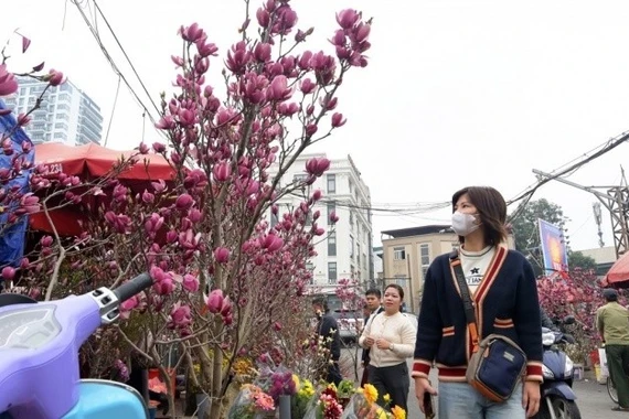 Hoa mộc lan gây sốt dịp Tết Bính Ngọ 2026